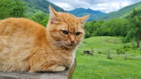 A red tabby cat lying and resting against the background of mountains. Close-up. Video stock 276616706