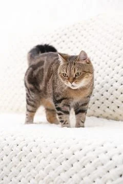 A red tabby cat is lying on a light sofa Stock Photos