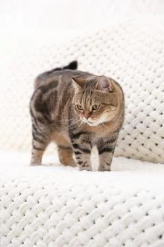 A red tabby cat is lying on a light sofa Stock Photos