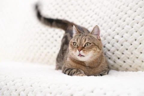 A red tabby cat is lying on a light sofa Stock Photos