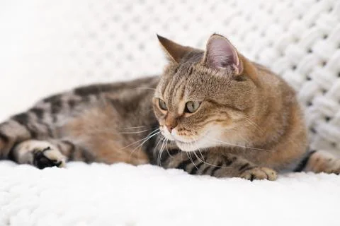 A red tabby cat is lying on a light sofa Stock Photos