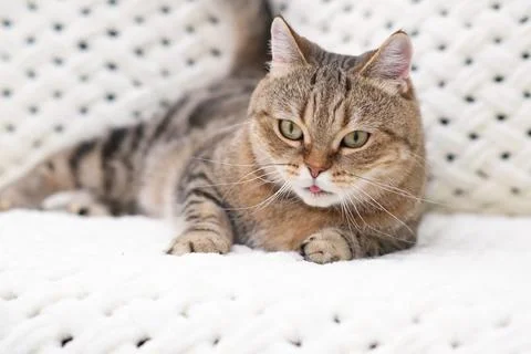 A red tabby cat is lying on a light sofa Stock Photos