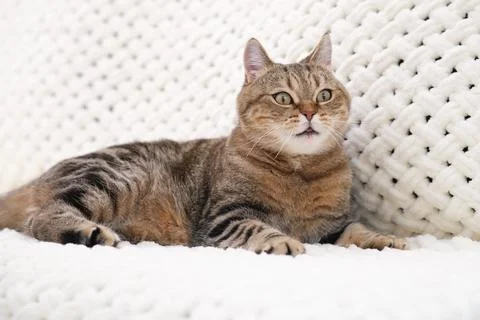 A red tabby cat is lying on a light sofa Stock Photos