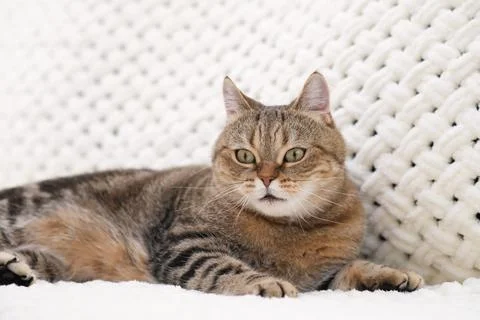 A red tabby cat is lying on a light sofa Foto stock