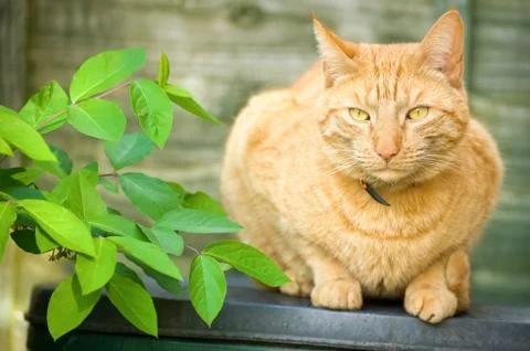 Red tabby cat Stock Photos