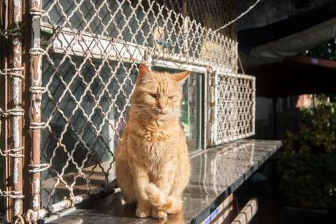 Red tabby cat Foto stock