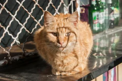 Red tabby cat Stock Photos