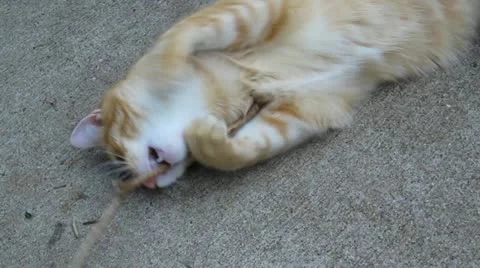 Red Tabby Cat playing with a stick Stock-Footage 12532557