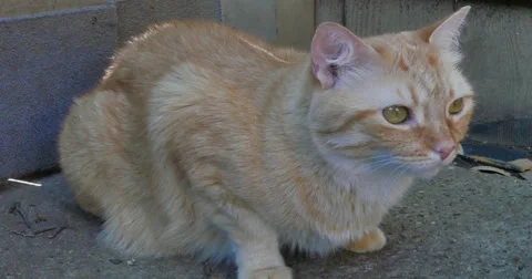 Red Tabby Cat sitting 스톡 동영상 62930744