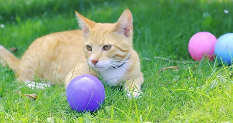 Red tabby cat sitting on the grass and playing with balls Stock-Footage 158688513