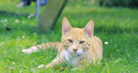 Red tabby cat sitting on the grass and looking around Stock Footage 158688755