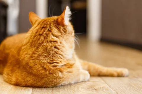 Red tabby cat sitting on light background with copy space. Adorable domesti.. Stock Photos