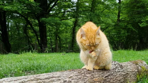 A red tabby cat sitting on a log near the forest and cleaning itself in summer Stock Footage 276619506
