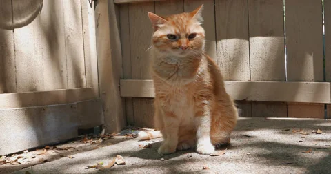 Red Tabby Cat sitting in the sun Video stock 64119767