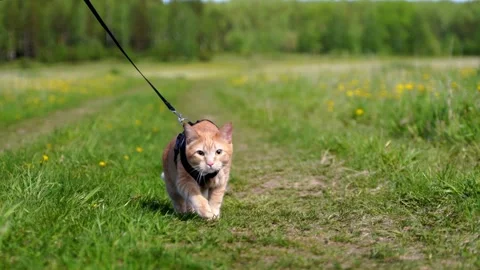 A red tabby cat walks on a leash outside in a green field among dandelions. Pet Stock Footage 243551348