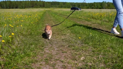 A red tabby cat walks on a leash outside in a green field among dandelions. Pet Stock Footage 243551423