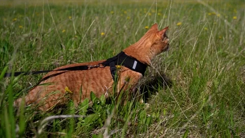 A red tabby cat walks on a leash outside in a green field among dandelions. Pet Stockbeeldmateriaal 243551433