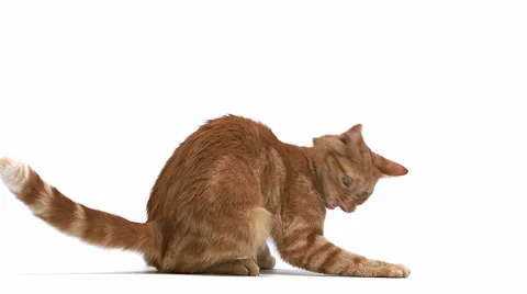 Red Tabby Domestic Cat, Adult Playing, Leaping against White Background, Slow Stock Footage