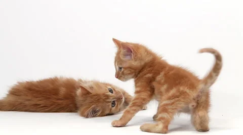 Red Tabby Domestic Cat, Kittens playing against White Background, Slow motion Stock Footage