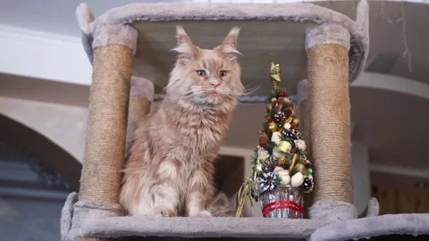A red tabby Maine Coon cat sits on a cat stand next to a Christmas tree Stock Footage 328994089