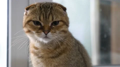 Red tabby Scottish fold cat licks its lips after eating. Small kitty on window Stock Footage 226906570