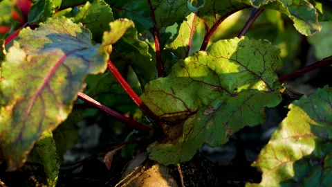 Red table beets in the garden in leaves. Beet cultivation Stock Footage 252561983