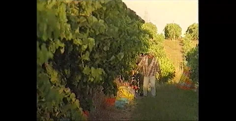Red Table Grape Picking and Sorting in an Australian Vineyard (1991) Stock Footage 274534833