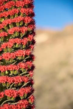 Red tachinaste flower pattern Stock Photos