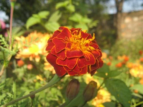 Red Tagetes Stock Photos