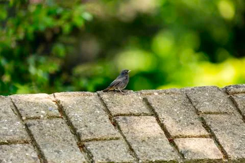 Red tail bird Stock-Fotos