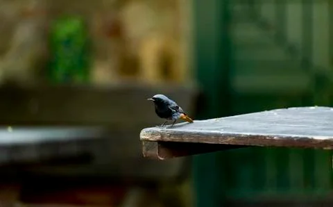 Red tail bird Foto stock