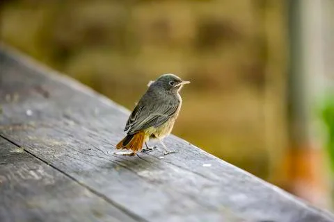Red tail bird Stock Photos