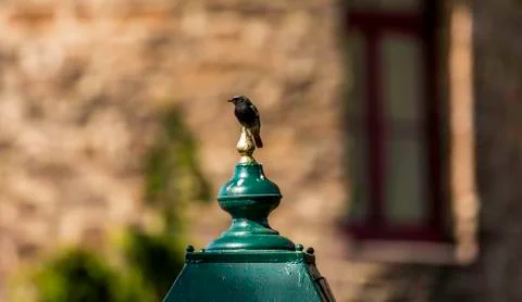 Red tail bird Foto stock