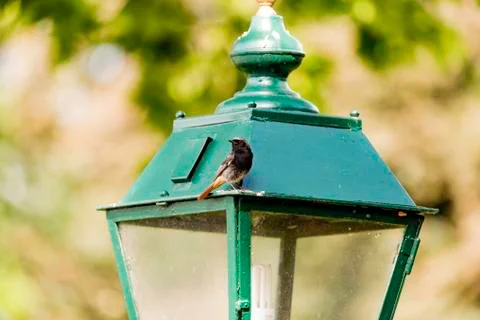 Red tail bird Foto stock