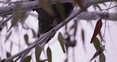 Red tail Black Cockatoo, Native Australian Bird Feeding on gum nuts Stock Footage 283536642