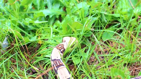 Red Tail BOA Constrictor moves through grass close up of head Stock Footage 143946869