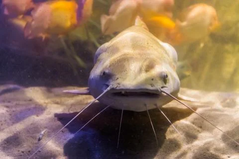 Red tail catfish with its face in closeup, big tropical fish from the amazon  Stock Photos