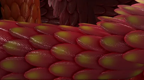 Red Tail Of The Dragon Stock-Footage 68966343