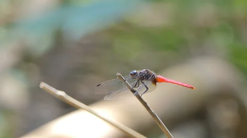 Red tail Dragonfly. Stock-Footage 140762987