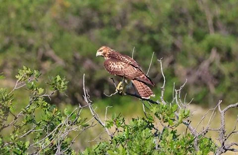 Red Tail Falcon Foto stock