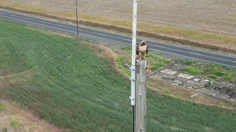 Red Tail Hawk Browsing Foto stock
