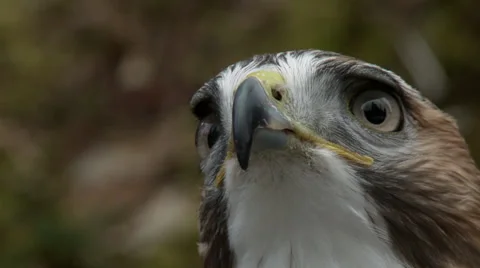Red Tail Hawk Close up. Stock Footage 38845674