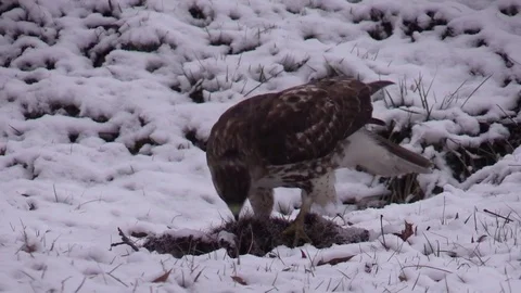 Red Tail hawk feeding on carcass in snow closeup Stock Footage 73433716