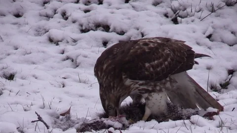 Red Tail hawk feeding on carcass in snow very close Stock Footage 73445005