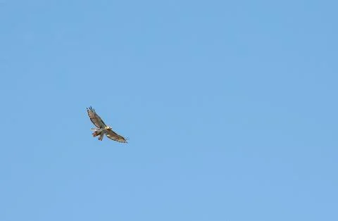 Red Tail Hawk in flight Stock Photos