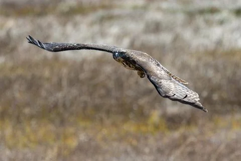 Red-tail hawk flying in flight Stock Photos