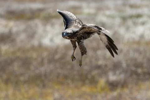 Red-tail hawk flying in flight Stock Photos