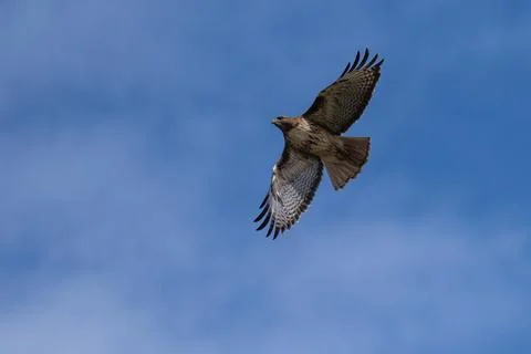 Red-tail hawk flying in flight Stock Photos