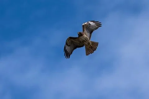 Red-tail hawk flying in flight Stock Photos