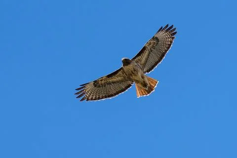 Red-tail hawk flying in flight Stock Photos